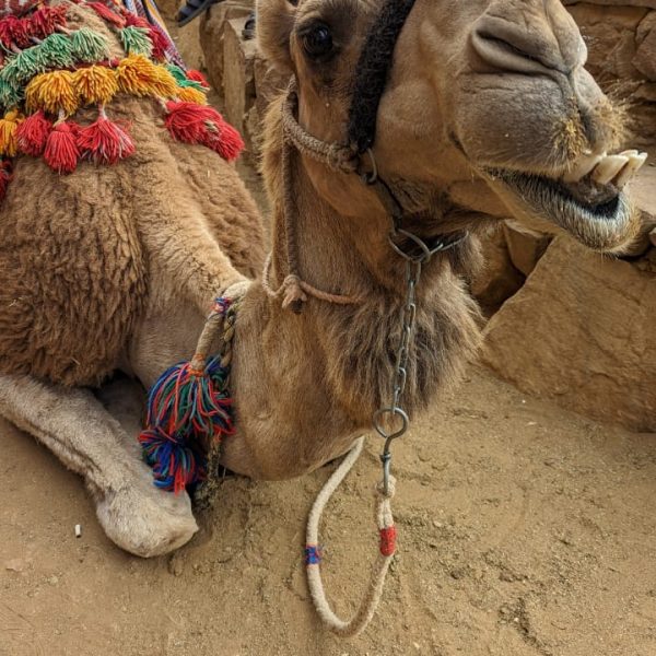 WhatsApp Image 2023-07-18 at 11.45.08 AM (1)